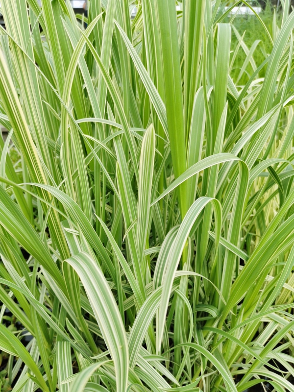 Wasserschwaden - Glyceria maxima vadriegata